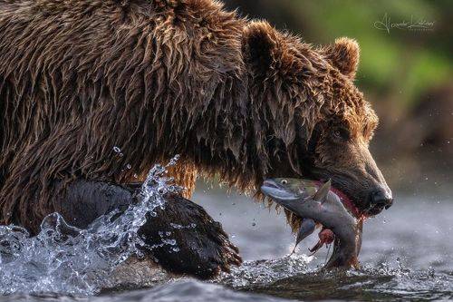 С рыбалки...