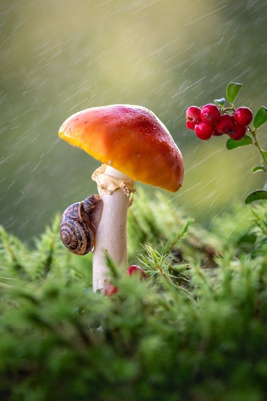 Укрывшись от дождя фото превью