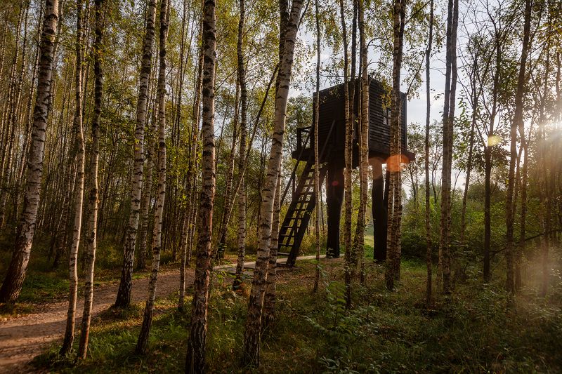 Дом в лесу фото превью