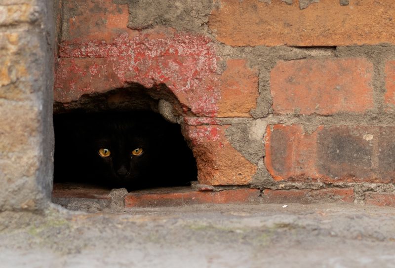 * фото превью