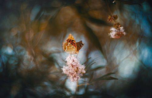 В августовском царстве, в бабочковом государстве.