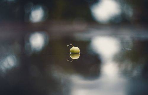 Июльское яблоко в луже.