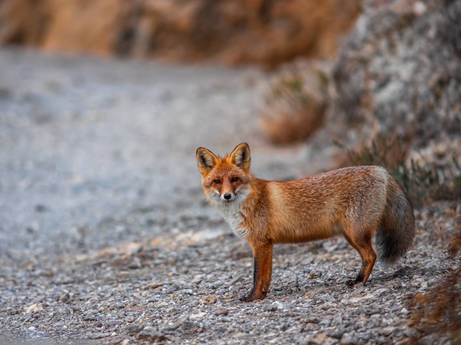 лиса,крым,russia ,crimea ,новыйсвет, Rom@shkin