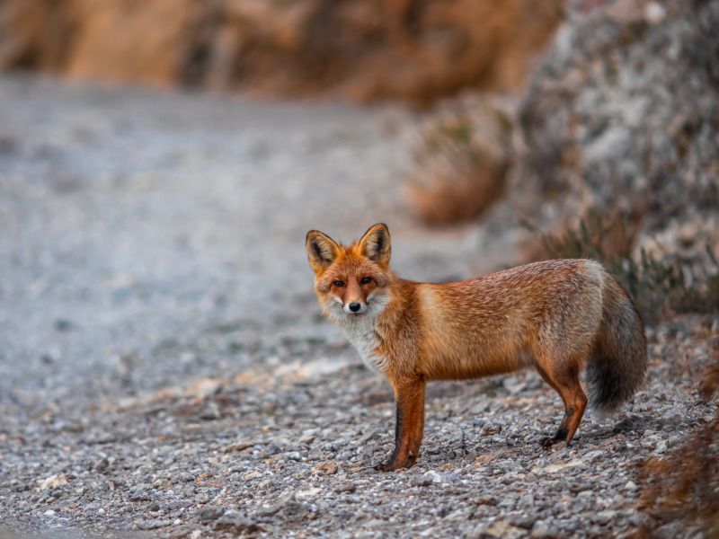 лиса,крым,russia ,crimea ,новыйсвет Лиса Алиса фото превью