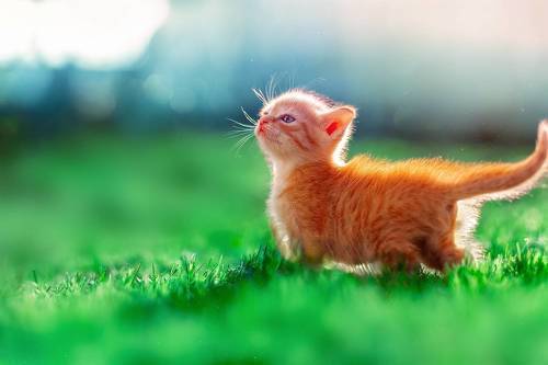 Умывает Красно Солнышко лапки  тёплые в росе