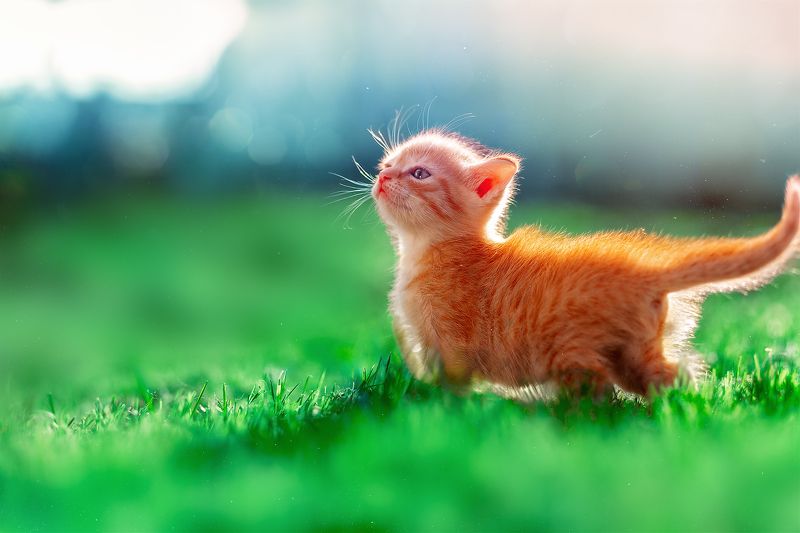 рыжий котёнок cats pets sunday summerday nature red kitty Умывает Красно Солнышко лапки  тёплые в росе фото превью