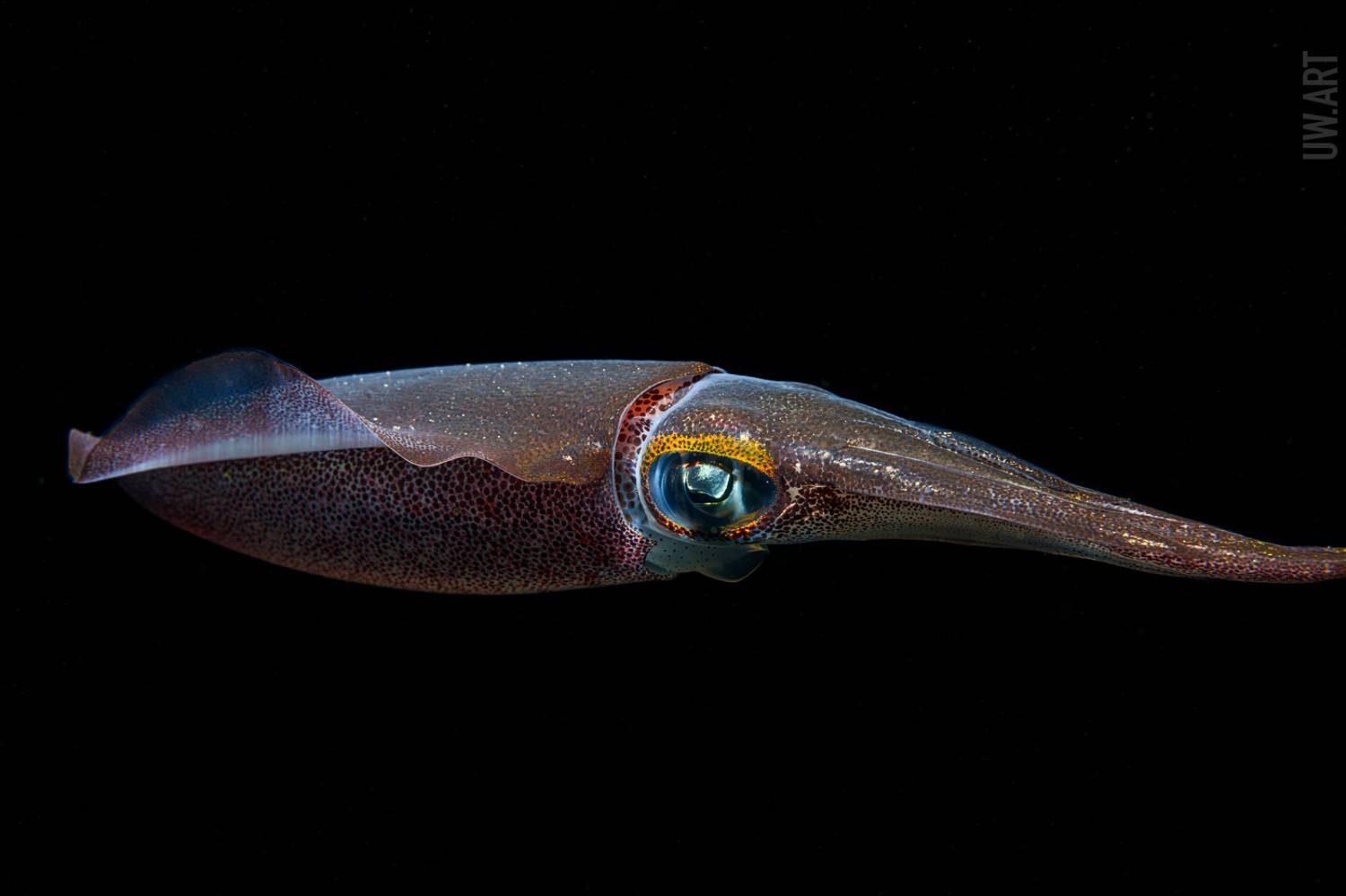 squid, Савин Андрей