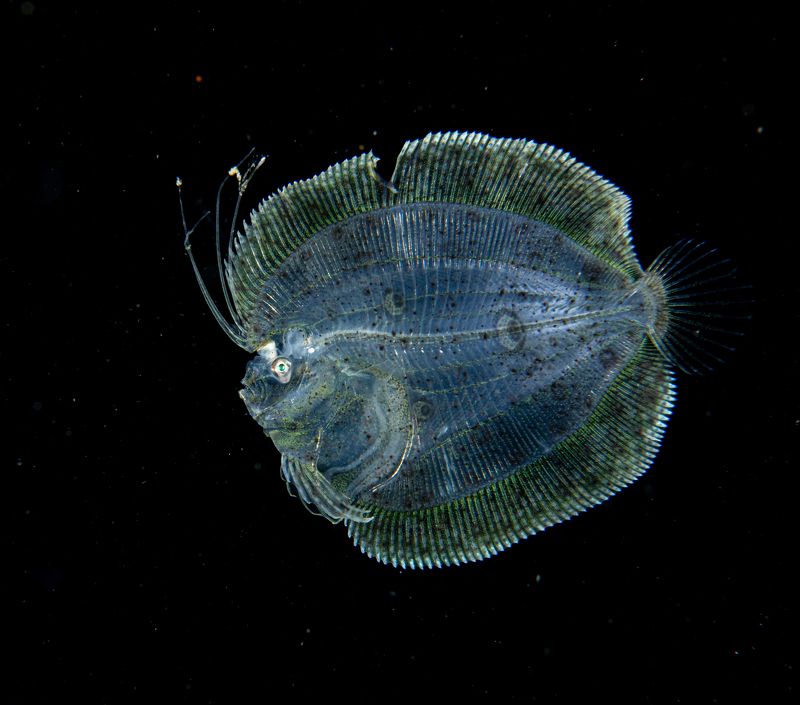 #mluwphotography  Blackwater dive  фото превью