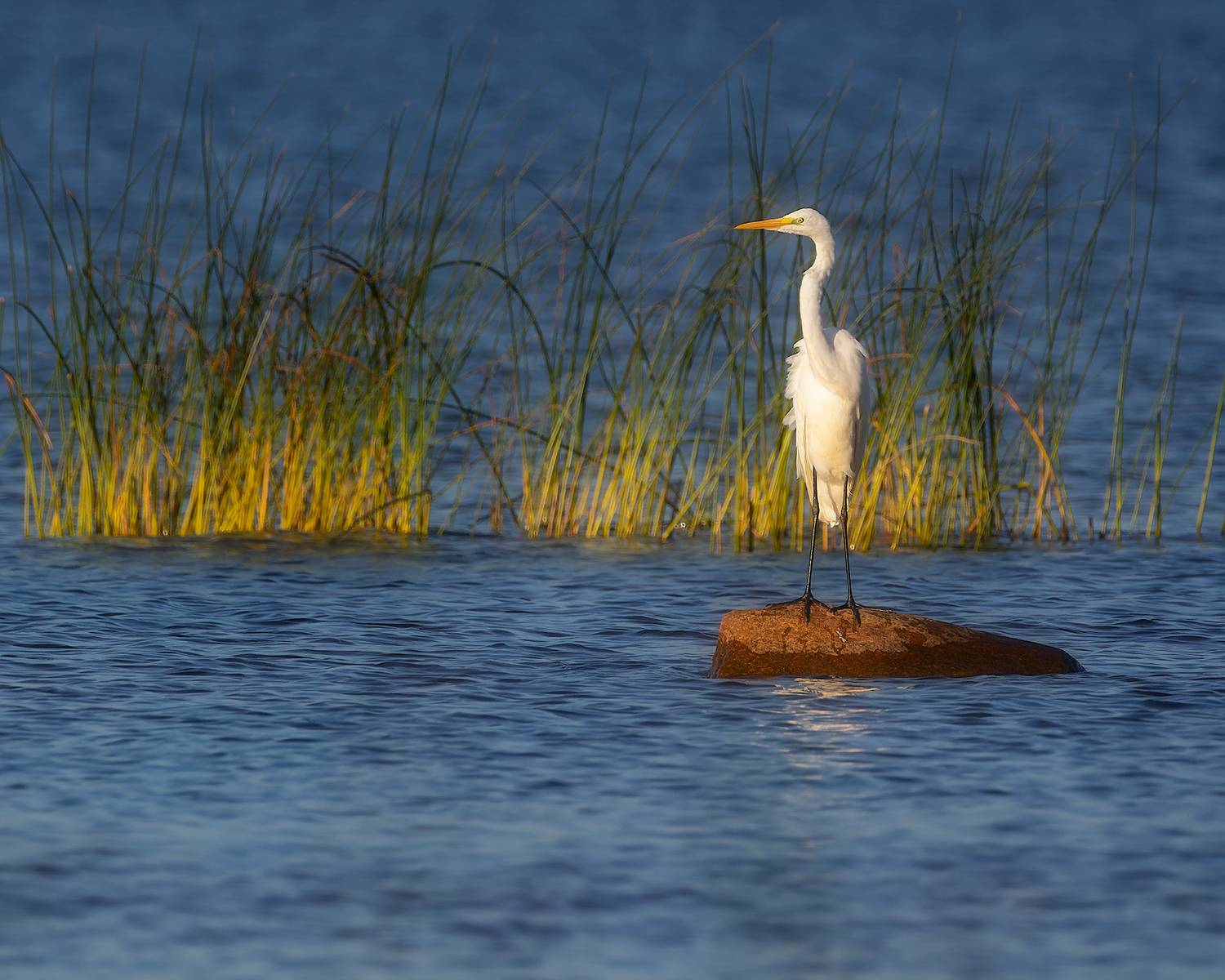 цапля, птицы, фотоохота, Марголин Алексей