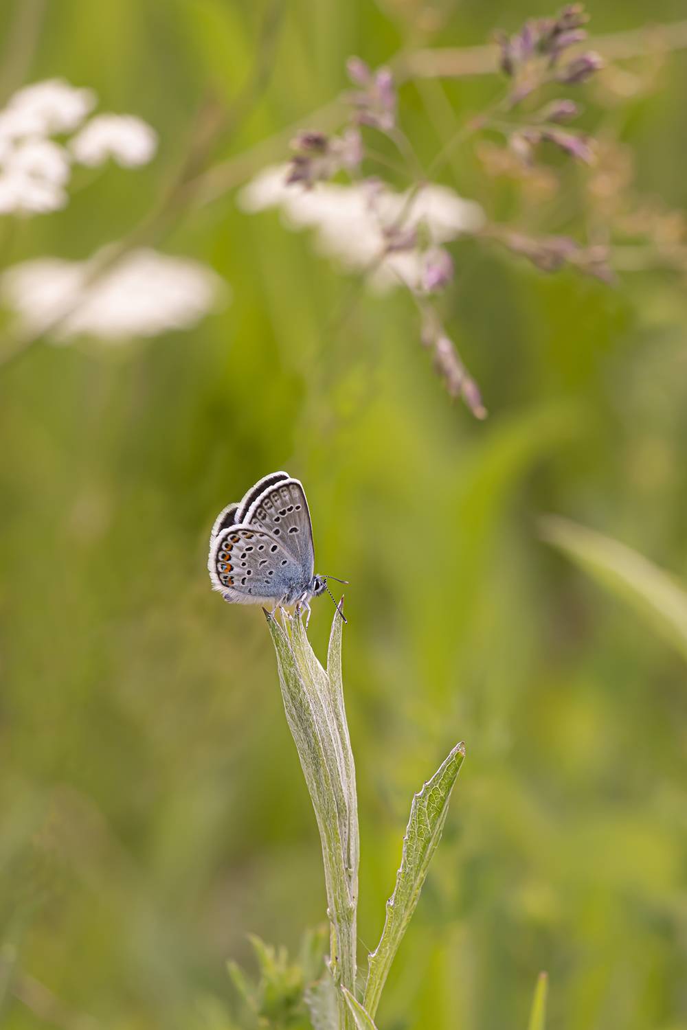 , Бурикова Екатерина