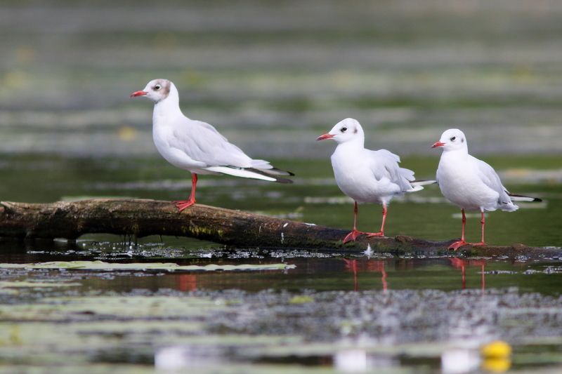 природа, животные, птицы, анималистика, фотоохота, речной пейзаж, чайки, чайка озерная Три мушкетёра фото превью