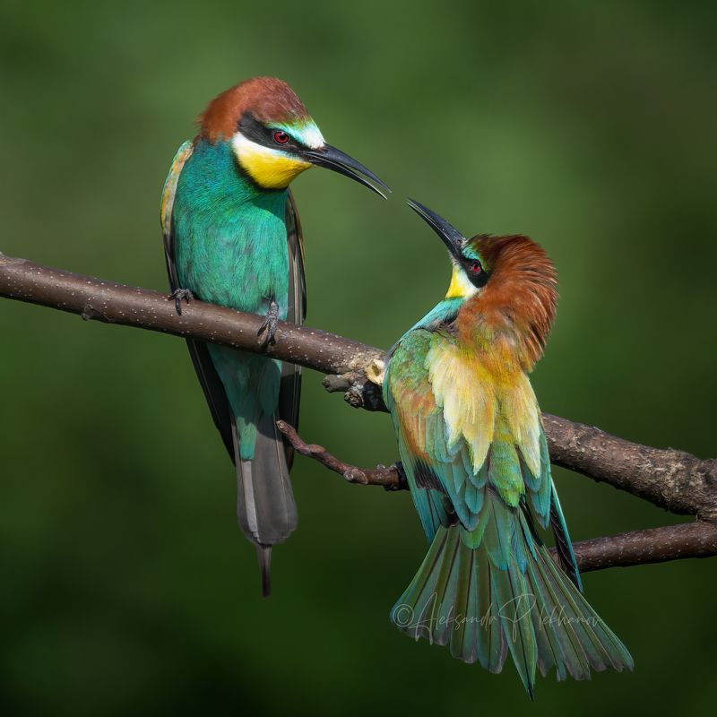 щурки Командовать парадом буду я! фото превью