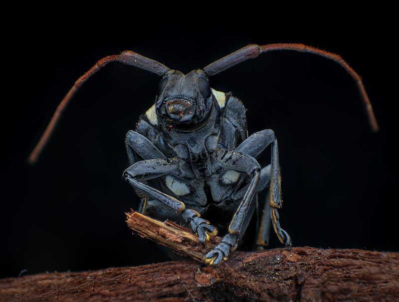 macro, insect Longhorn Beetle фото превью