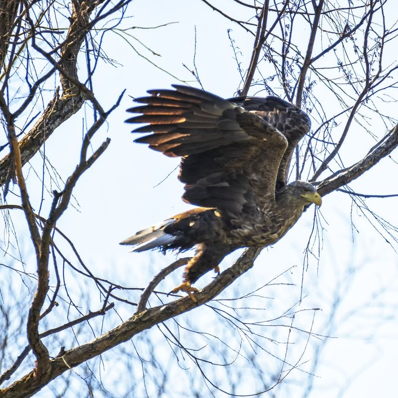 Орлан на взлете. фото превью