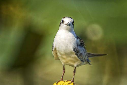 Белощекая крачка.