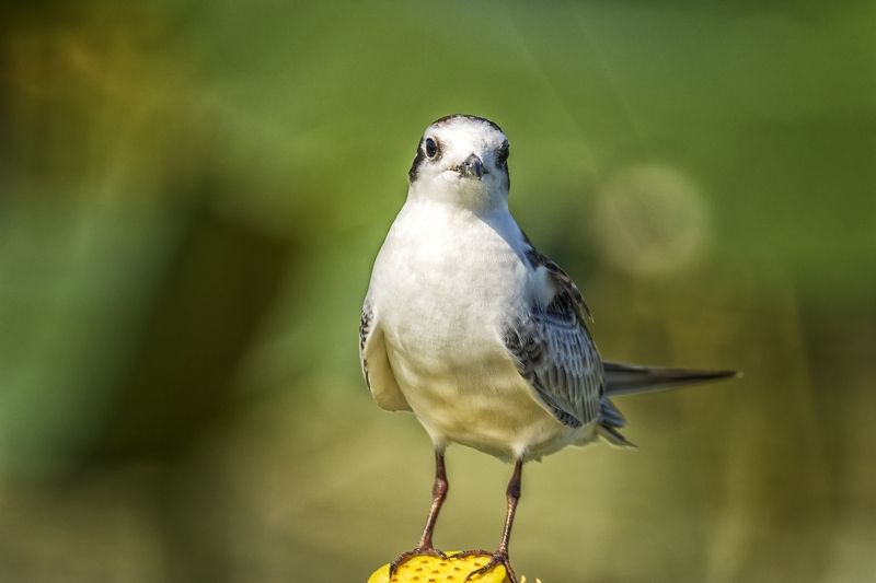 молодая белощекая крачка Белощекая крачка. фото превью