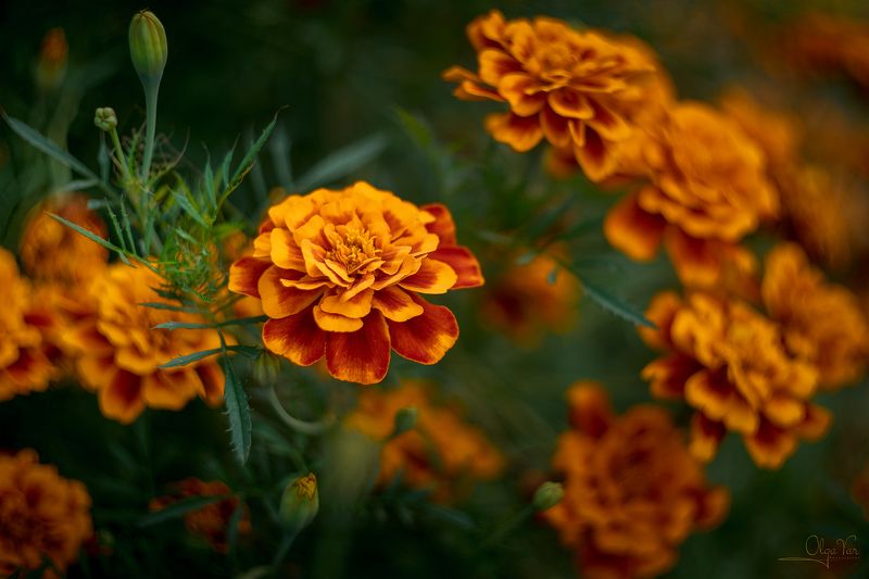 цветение, цветы, бархатцы, осень, сентябрь, helios, гелиос Цветочный вихрь фото превью