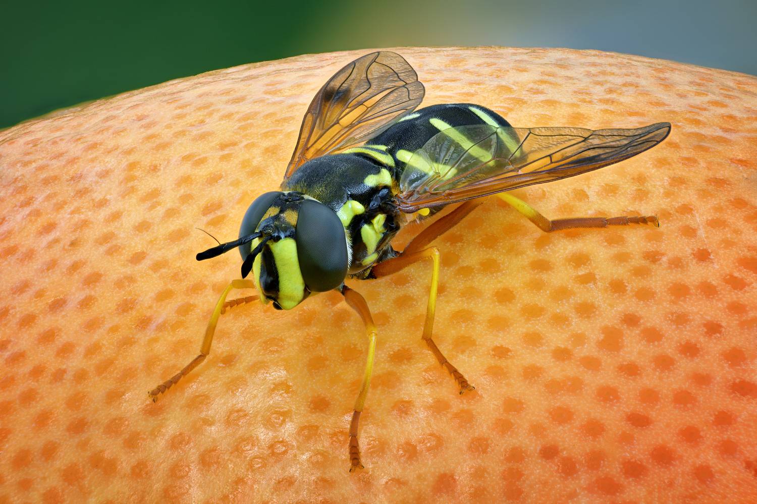 , Антон Финевич