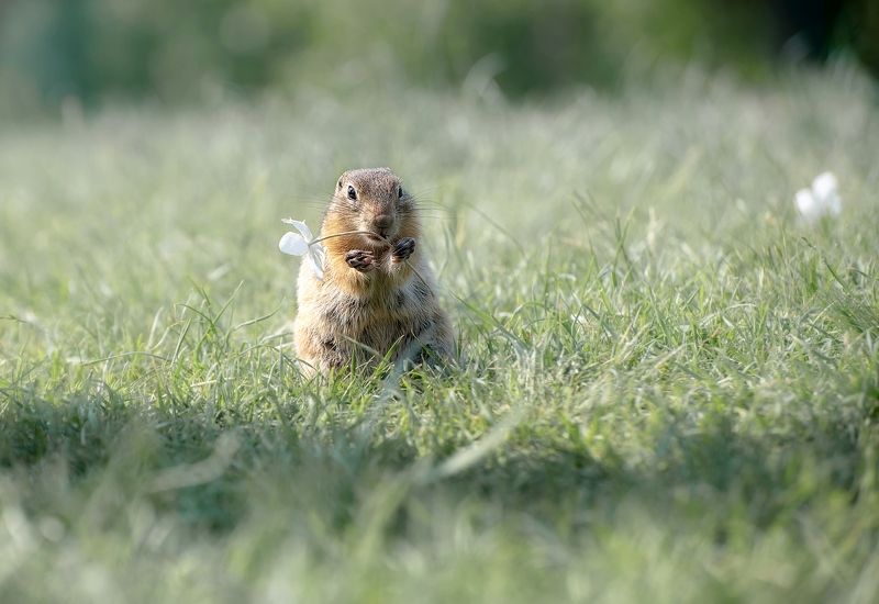 суслик,  татышев парк,животный мир Суслик малыш фото превью