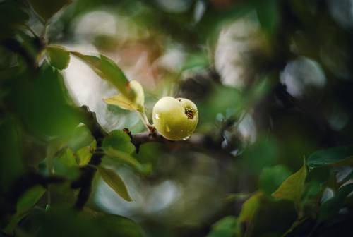 О диких яблоках промчавшегося лета.