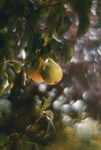 Дикие груши в волшебном саду.