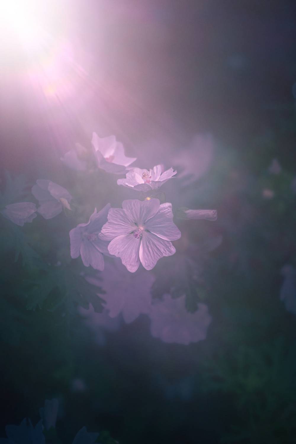 макро, macro, цветы, flower, лето, summer,мальва, Julia Kaissa