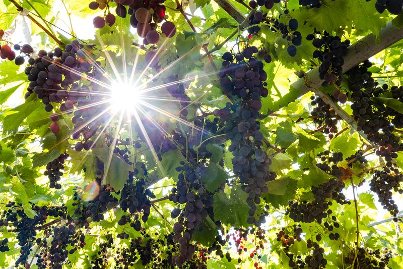 *** фото превью