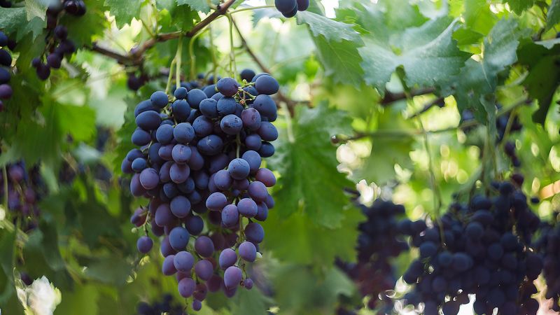 *** фото превью