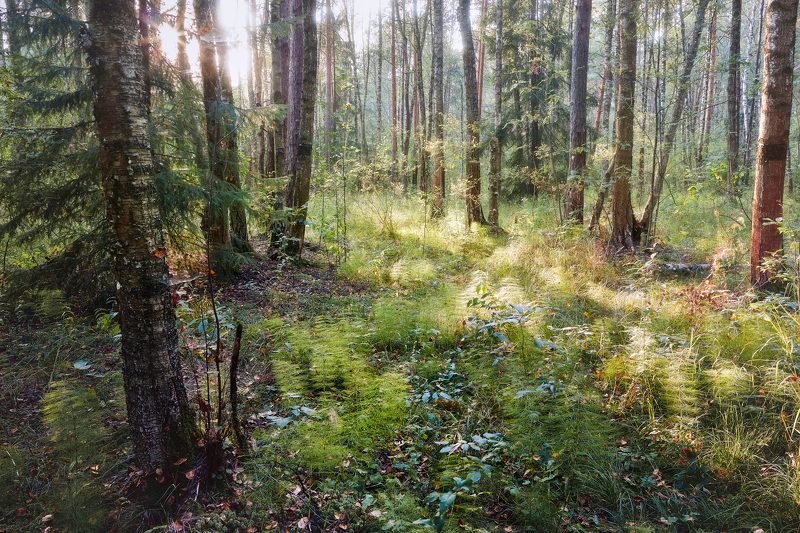В летнем лесу фото превью