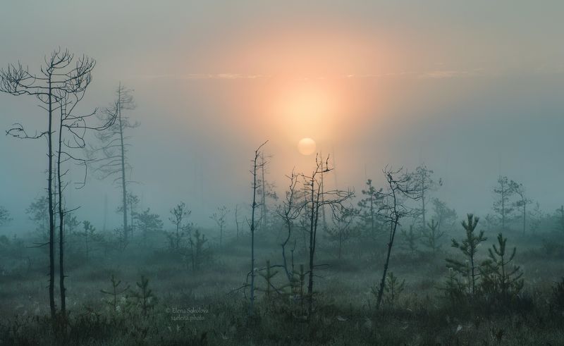 Туманный рассвет на болоте фото превью