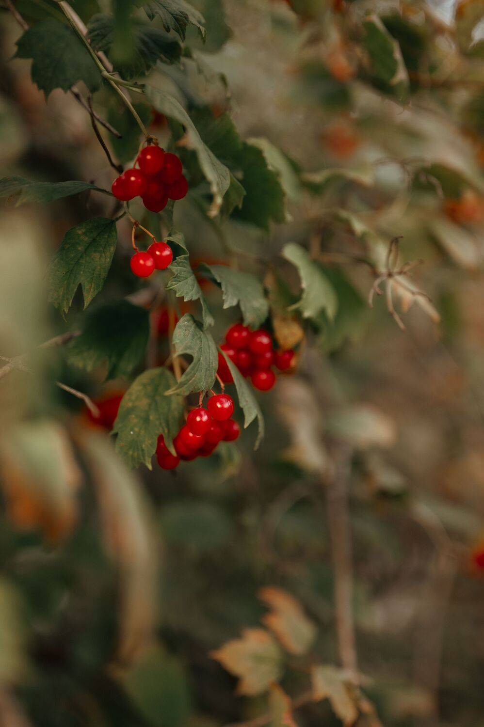 , Victoria Muslimova