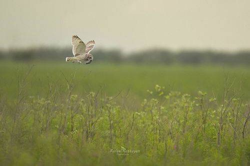 Болотная сова со своей добычей \ Short eared owl with the prey