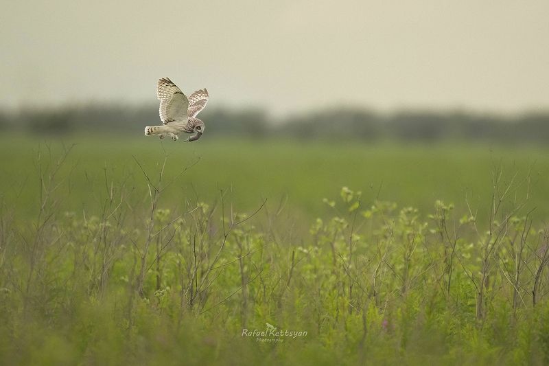 #owls, #wildlife, #animals, #birds, #совы Болотная сова со своей добычей \\ Short eared owl with the prey фото превью