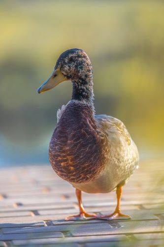 Островские утки