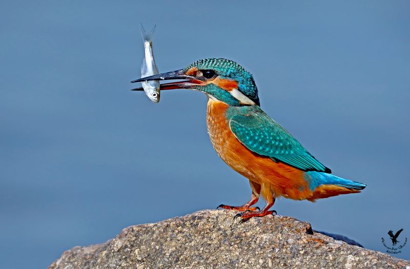зимородок Лот номер один: килька балтийская. фото превью