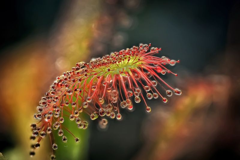 Хищник Прекрасный хищник фото превью