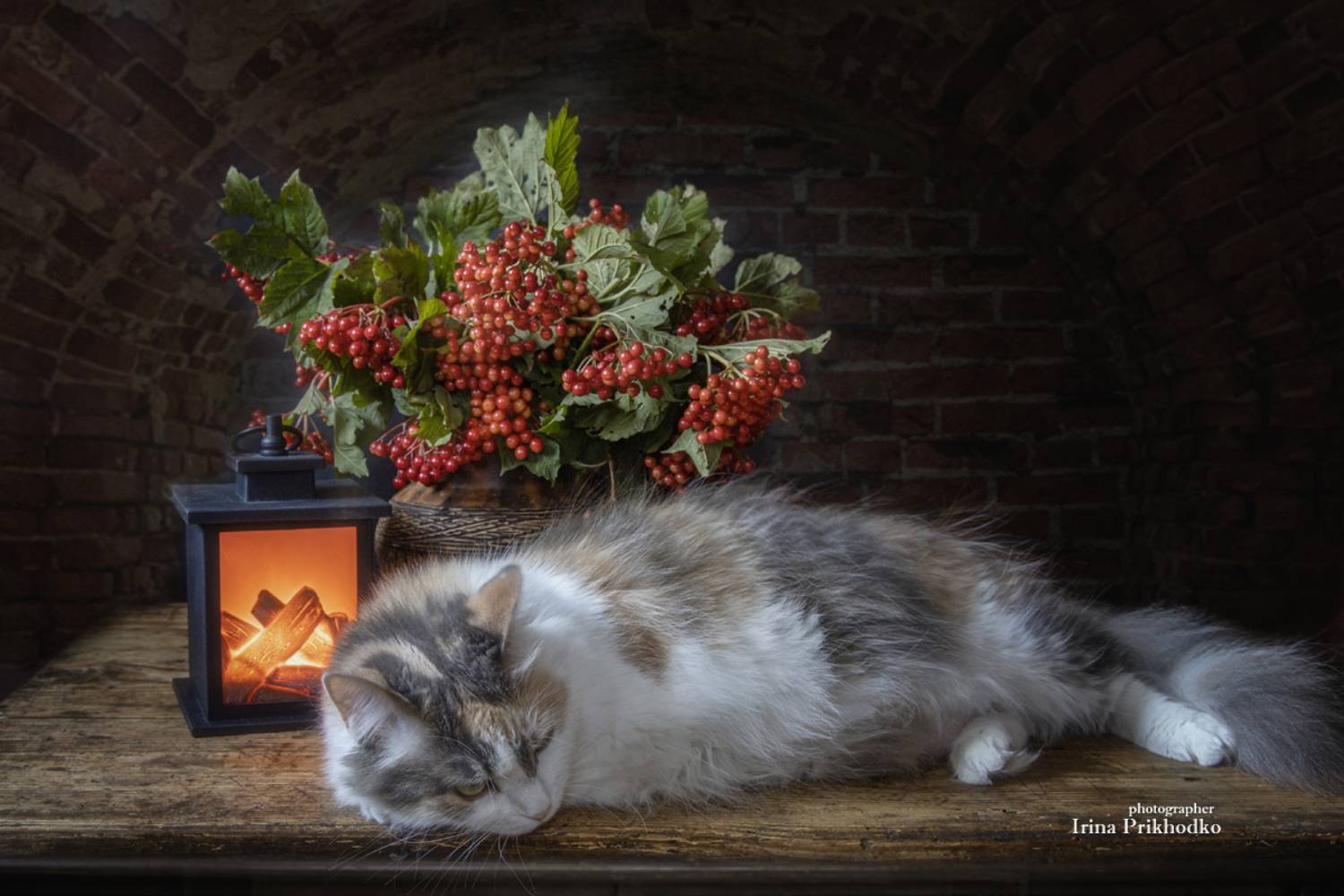 натюрморт, букет, калина, кошка, постановочное фото, домашние питомцы, Приходько Ирина