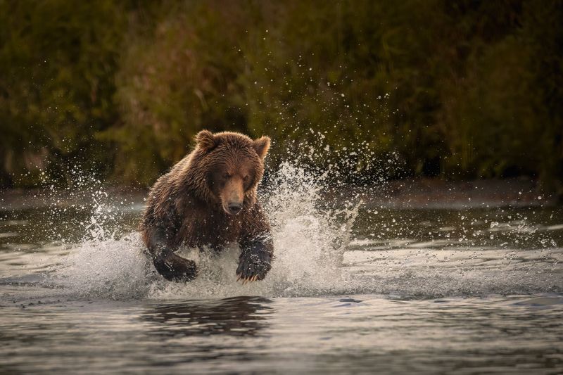 bear, mammal, bears, kamchatka, камчатка, медведь, медведи Kamchatka bear фото превью