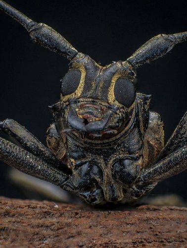 Epepeotes Longhorn Beetle