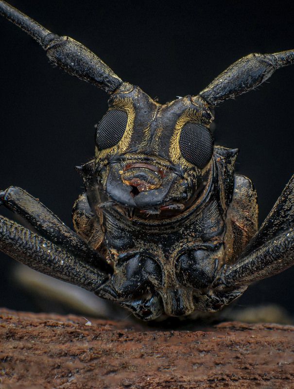 macro, insect, bugs, beetle Epepeotes Longhorn Beetle фото превью