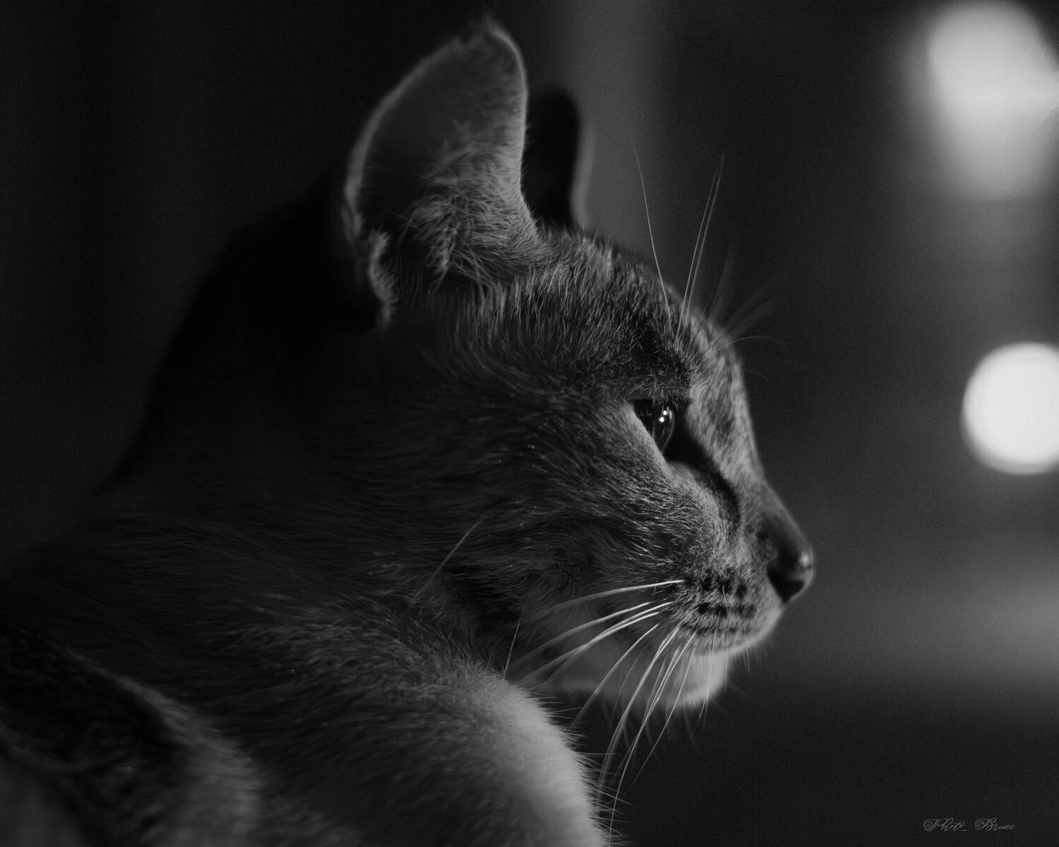 , bruce photo