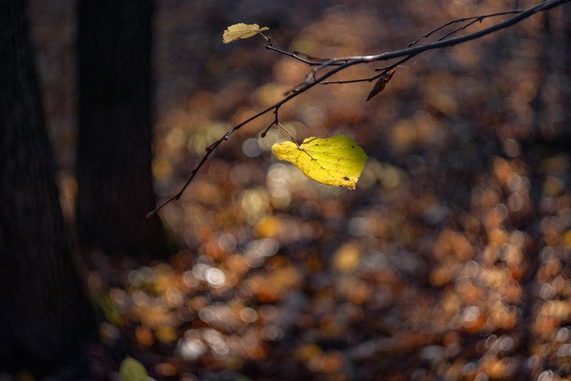 Осенняя серия фото превью