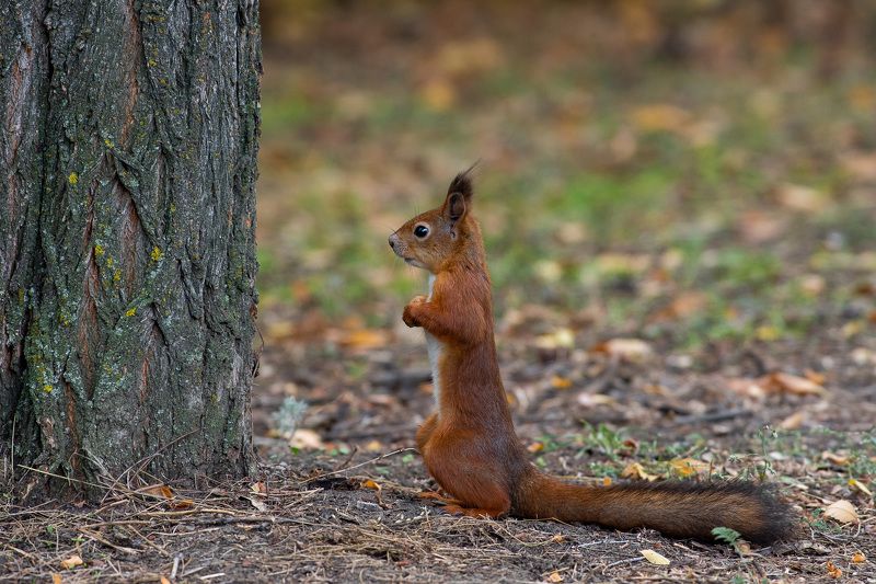 squirrel, volgograd, russia,  # фото превью