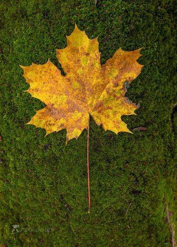 Детали осени