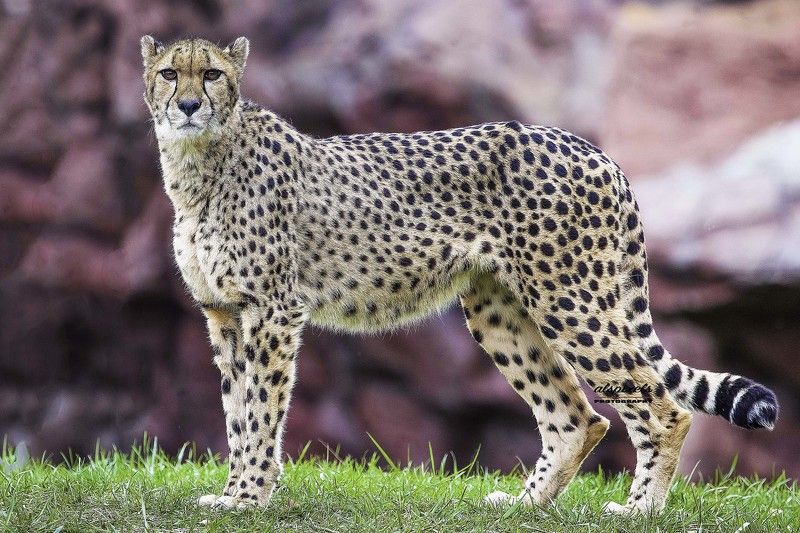 Cheetah фото превью