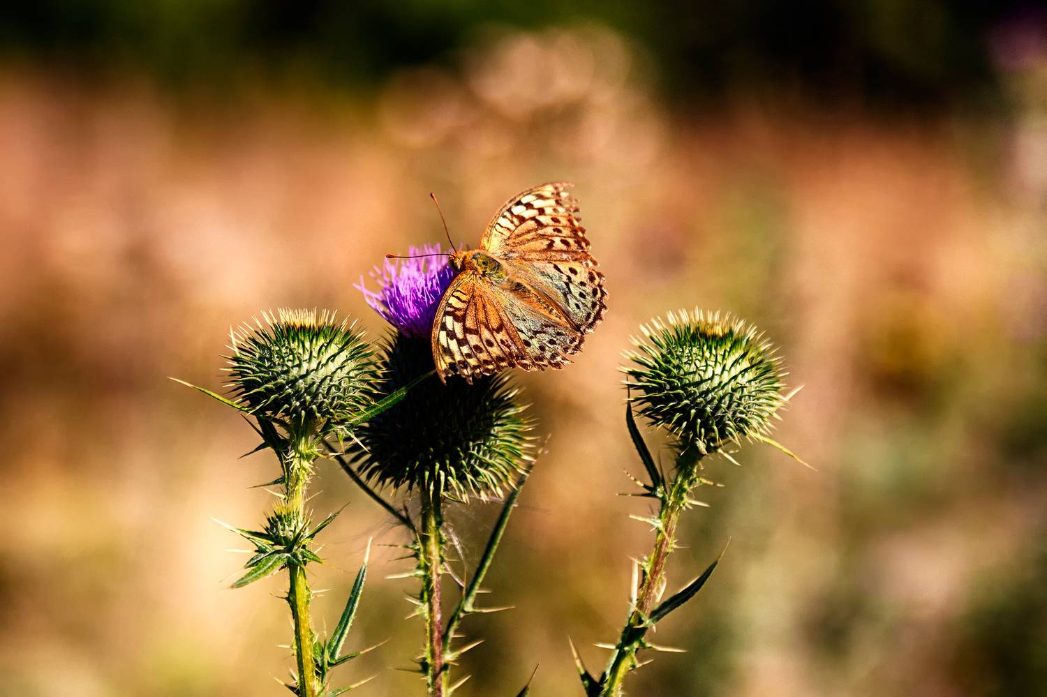 кыргызстан, Элина Магалимова