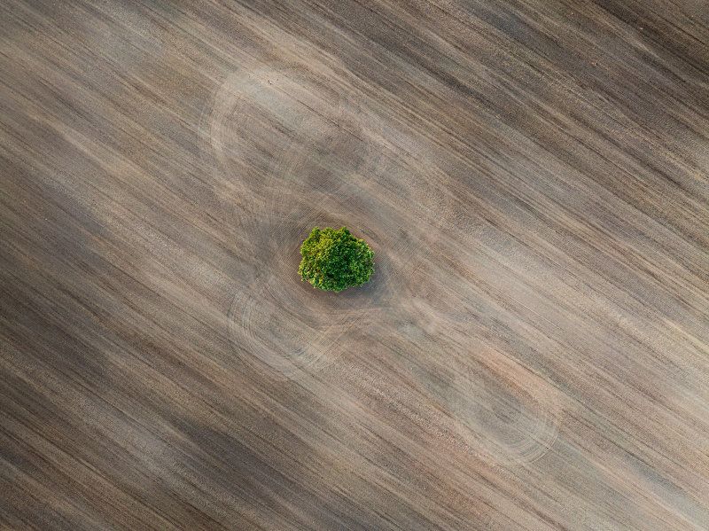 Alone Tree фото превью