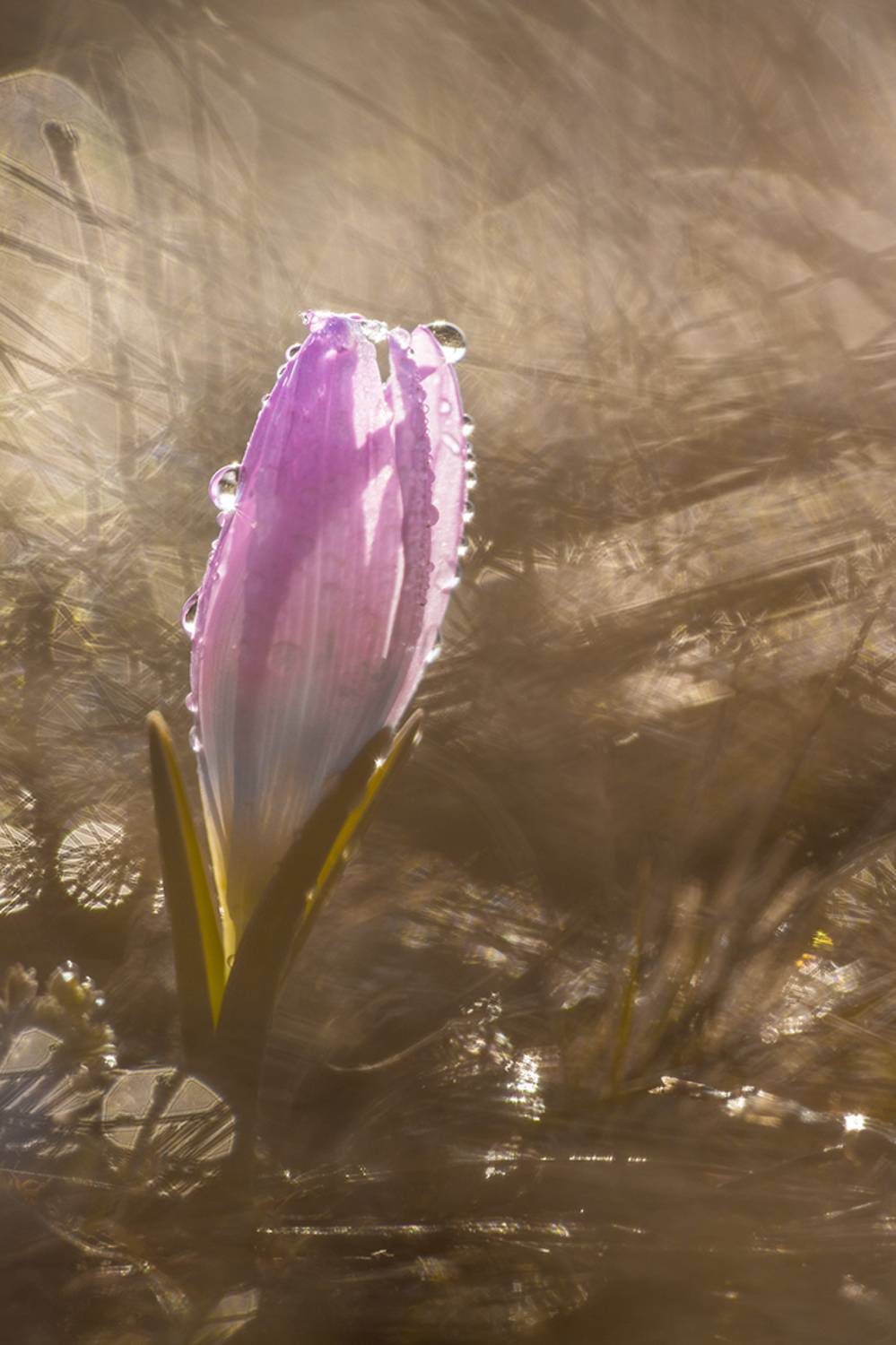 , Илья Михеев