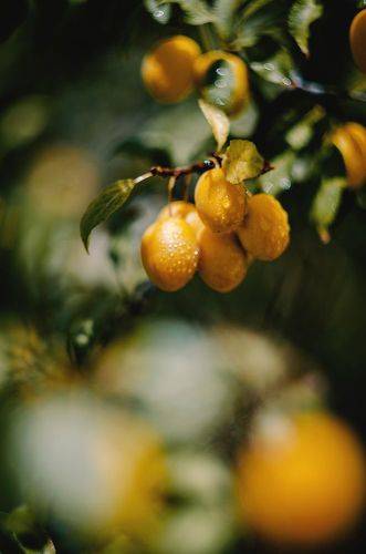 Керченская алыча.