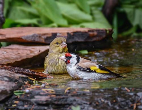 В купальне.. (серия)